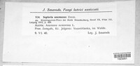 Septoria anemones image